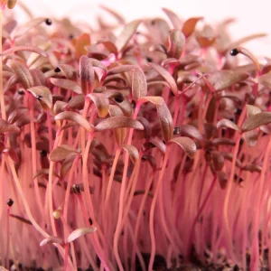 Red Garnet Amaranth Microgreen Seeds - Edible, Fast Growing, 30 Seeds - Image 6