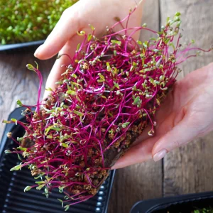 Red Garnet Amaranth Microgreen Seeds - Edible, Fast Growing, 30 Seeds - Image 8