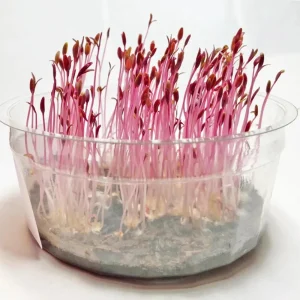 Red Garnet Amaranth Microgreen Seeds - Edible, Fast Growing, 30 Seeds - Image 9