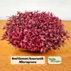 Red Garnet Amaranth Microgreen Seeds - Edible, Fast Growing, 30 Seeds - Image 1