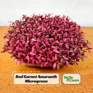 Red Garnet Amaranth Microgreen Seeds - Edible, Fast Growing, 30 Seeds - Image 1