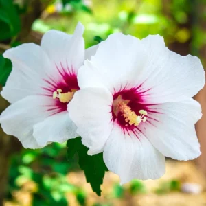 Red Heart Rose of Sharon Live Plant – White Althea Shrub, 8-12 Inch Tall, Quart Pot, Outdoor - Image 2
