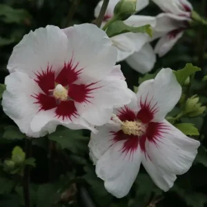 Red Heart Rose of Sharon Live Plant – White Althea Shrub, 8-12 Inch Tall, Quart Pot, Outdoor - Image 3