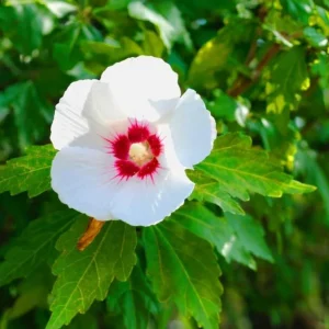 Red Heart Rose of Sharon Live Plant – White Althea Shrub, 8-12 Inch Tall, Quart Pot, Outdoor - Image 4