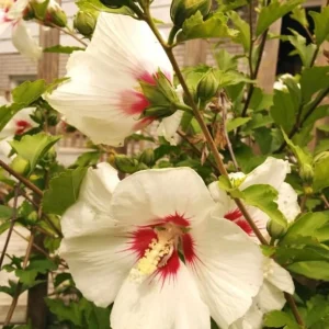 Red Heart Rose of Sharon Live Plant – White Althea Shrub, 8-12 Inch Tall, Quart Pot, Outdoor - Image 5
