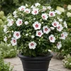 Red Heart Rose of Sharon Live Plant – White Althea Shrub, 8-12 Inch Tall, Quart Pot, Outdoor - Image 1