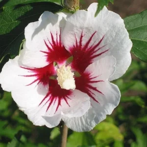 Red Heart Rose of Sharon Live Plant – White Althea Shrub, 8-12 Inch Tall, Quart Pot, Outdoor - Image 6