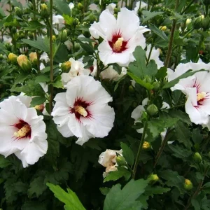 Red Heart Rose of Sharon Live Plant – White Althea Shrub, 8-12 Inch Tall, Quart Pot, Outdoor - Image 7