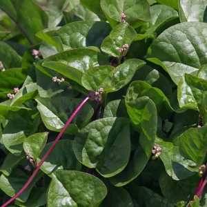 Red Malabar Spinach Seeds - Basella rubra - Tropical Leafy Vegetable Vine - 20 Seeds - Image 2