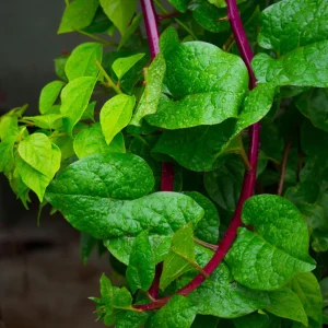 Red Malabar Spinach Seeds - Basella rubra - Tropical Leafy Vegetable Vine - 20 Seeds - Image 3