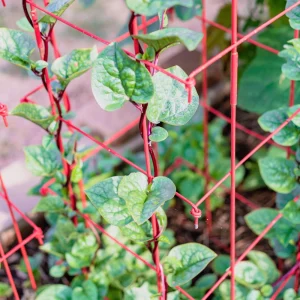 Red Malabar Spinach Seeds - Basella rubra - Tropical Leafy Vegetable Vine - 20 Seeds - Image 4
