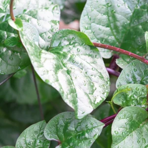 Red Malabar Spinach Seeds - Basella rubra - Tropical Leafy Vegetable Vine - 20 Seeds - Image 5