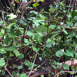 Red Malabar Spinach Seeds - Basella rubra - Tropical Leafy Vegetable Vine - 20 Seeds - Image 6