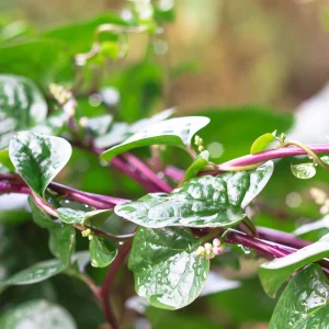Red Malabar Spinach Seeds - Basella rubra - Tropical Leafy Vegetable Vine - 20 Seeds - Image 7