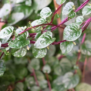 Red Malabar Spinach Seeds - Basella rubra - Tropical Leafy Vegetable Vine - 20 Seeds - Image 8