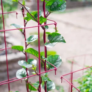 Red Malabar Spinach Seeds - Basella rubra - Tropical Leafy Vegetable Vine - 20 Seeds - Image 9