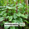 Red Malabar Spinach Seeds - Basella rubra - Tropical Leafy Vegetable Vine - 20 Seeds - Image 1