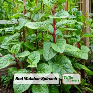 Red Malabar Spinach Seeds - Basella rubra - Tropical Leafy Vegetable Vine - 20 Seeds - Image 1
