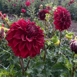 Red Mingus Alex Dahlia Seeds - Pollinator Friendly Flower Seeds - 40 Count Pack - Image 10