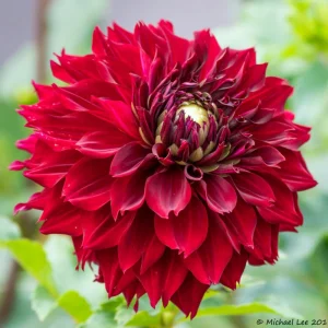 Red Mingus Alex Dahlia Seeds - Pollinator Friendly Flower Seeds - 40 Count Pack - Image 11