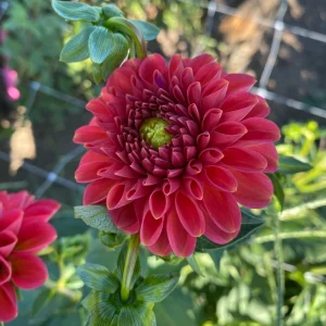 Red Mingus Alex Dahlia Seeds - Pollinator Friendly Flower Seeds - 40 Count Pack - Image 12