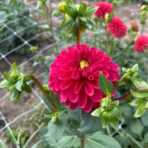 Red Mingus Alex Dahlia Seeds - Pollinator Friendly Flower Seeds - 40 Count Pack - Image 13