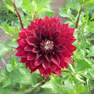 Red Mingus Alex Dahlia Seeds - Pollinator Friendly Flower Seeds - 40 Count Pack - Image 15