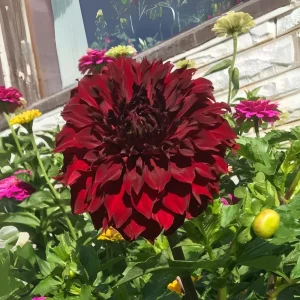 Red Mingus Alex Dahlia Seeds - Pollinator Friendly Flower Seeds - 40 Count Pack - Image 16