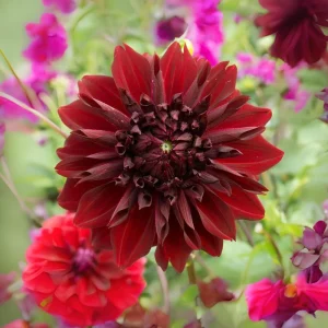 Red Mingus Alex Dahlia Seeds - Pollinator Friendly Flower Seeds - 40 Count Pack - Image 17