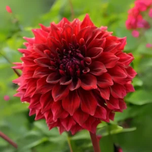 Red Mingus Alex Dahlia Seeds - Pollinator Friendly Flower Seeds - 40 Count Pack - Image 18