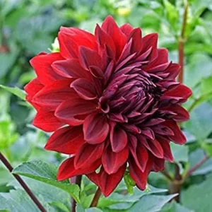 Red Mingus Alex Dahlia Seeds - Pollinator Friendly Flower Seeds - 40 Count Pack - Image 2