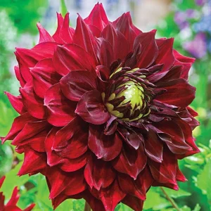Red Mingus Alex Dahlia Seeds - Pollinator Friendly Flower Seeds - 40 Count Pack - Image 3