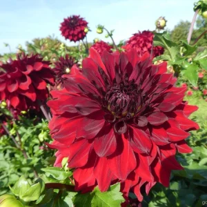 Red Mingus Alex Dahlia Seeds - Pollinator Friendly Flower Seeds - 40 Count Pack - Image 4