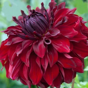 Red Mingus Alex Dahlia Seeds - Pollinator Friendly Flower Seeds - 40 Count Pack - Image 5