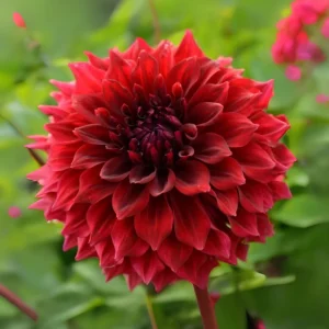 Red Mingus Alex Dahlia Seeds - Pollinator Friendly Flower Seeds - 40 Count Pack - Image 6