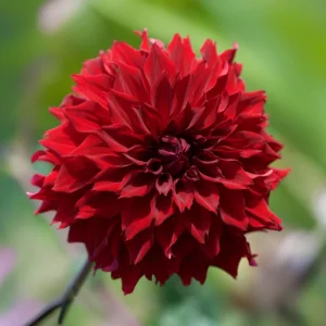 Red Mingus Alex Dahlia Seeds - Pollinator Friendly Flower Seeds - 40 Count Pack - Image 7