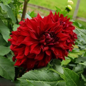 Red Mingus Alex Dahlia Seeds - Pollinator Friendly Flower Seeds - 40 Count Pack - Image 8