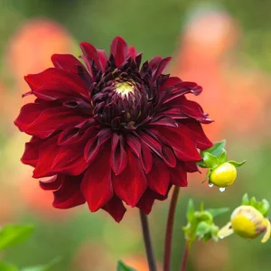 Red Mingus Alex Dahlia Seeds - Pollinator Friendly Flower Seeds - 40 Count Pack - Image 9