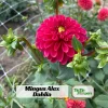 Red Mingus Alex Dahlia Seeds - Pollinator Friendly Flower Seeds - 40 Count Pack - Image 1