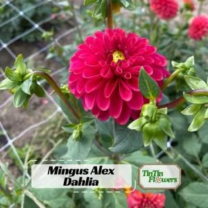 Red Mingus Alex Dahlia Seeds - Pollinator Friendly Flower Seeds - 40 Count Pack - Image 1