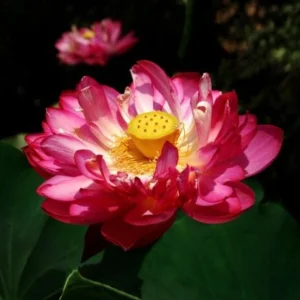 Red Mini Lotus Seeds - Dwarf Water Lotus (Nelumbo nucifera) - Aquatic Flower - Image 10