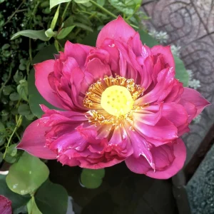 Red Mini Lotus Seeds - Dwarf Water Lotus (Nelumbo nucifera) - Aquatic Flower - Image 11