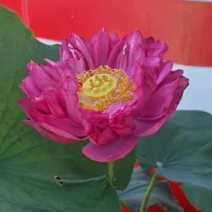 Red Mini Lotus Seeds - Dwarf Water Lotus (Nelumbo nucifera) - Aquatic Flower - Image 12