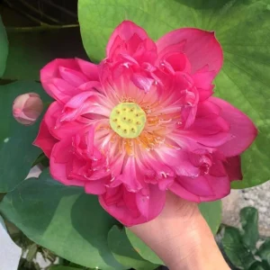 Red Mini Lotus Seeds - Dwarf Water Lotus (Nelumbo nucifera) - Aquatic Flower - Image 13
