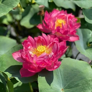Red Mini Lotus Seeds - Dwarf Water Lotus (Nelumbo nucifera) - Aquatic Flower - Image 14
