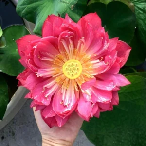 Red Mini Lotus Seeds - Dwarf Water Lotus (Nelumbo nucifera) - Aquatic Flower - Image 15