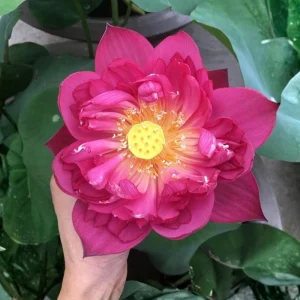 Red Mini Lotus Seeds - Dwarf Water Lotus (Nelumbo nucifera) - Aquatic Flower - Image 2