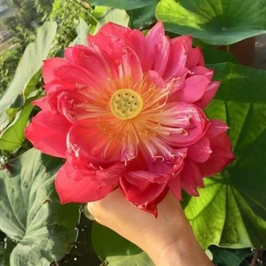 Red Mini Lotus Seeds - Dwarf Water Lotus (Nelumbo nucifera) - Aquatic Flower - Image 3