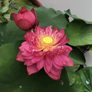Red Mini Lotus Seeds - Dwarf Water Lotus (Nelumbo nucifera) - Aquatic Flower - Image 4
