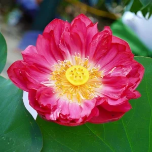 Red Mini Lotus Seeds - Dwarf Water Lotus (Nelumbo nucifera) - Aquatic Flower - Image 5